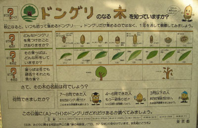 どんぐりの看板