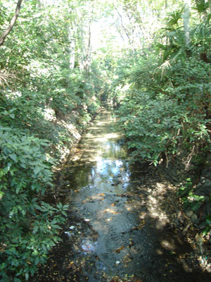 砧公園を流れる谷戸川