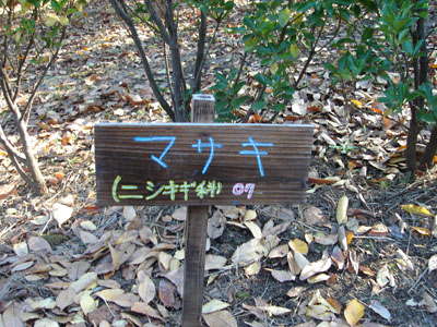 マサキという樹のなまえ