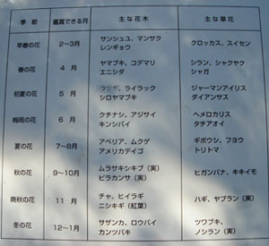 八季の坂道の植物