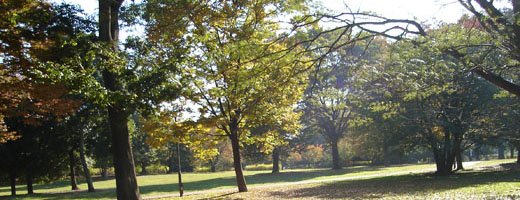 �m�����̗l�q