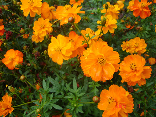 マリーゴールド