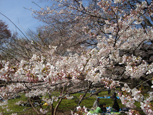 �m�����̎��؂Ɩ؉k����P