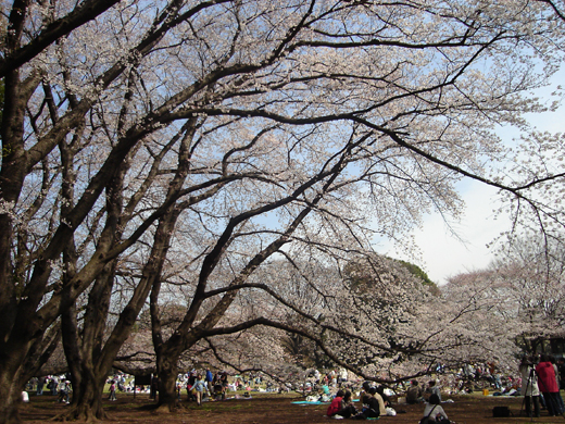 �m�����̎��؂Ɩ؉k����Q