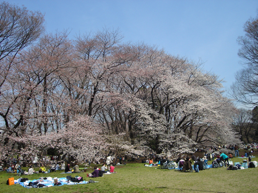 �m�����̉Ԍ��̗l�q�R