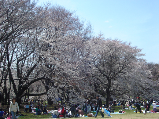 �m�����̎��؂Ɩ؉k����S