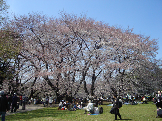 �m�����̉Ԍ��̗l�q�T