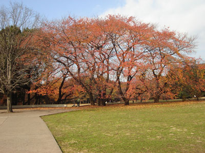 �t�@�~���[�p�[�N���̎��؂Q